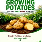 The Complete Guide to Growing Potatoes the SeedPro Way for Maximum Yield in Kenya