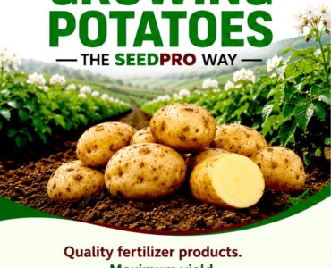 The Complete Guide to Growing Potatoes the SeedPro Way for Maximum Yield in Kenya
