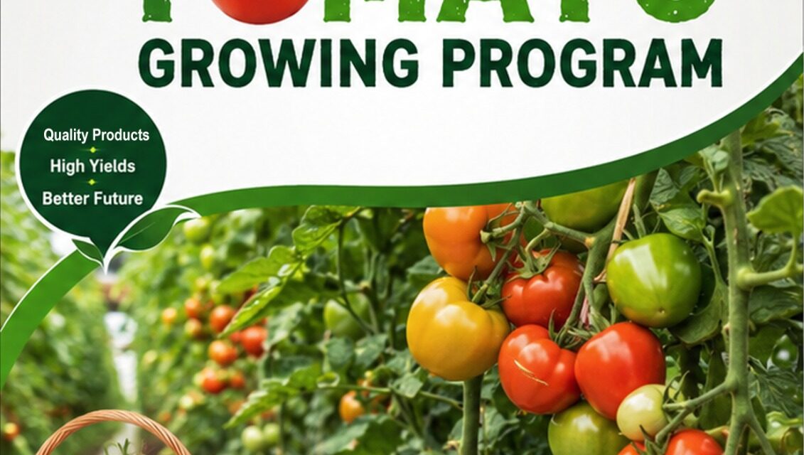 Tomato Growing Program in Kenya: A Complete Guide to Producing High Quality Tomatoes with SeedPro Nutrition Program