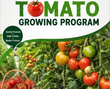 Tomato Growing Program in Kenya: A Complete Guide to Producing High Quality Tomatoes with SeedPro Nutrition Program