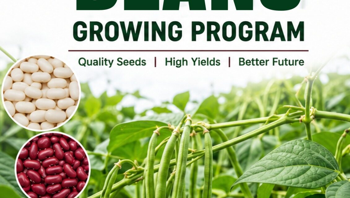 The Complete Bean Growing Program in Kenya: A Step-by-Step Nutrition Guide for Higher Yields