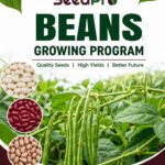 The Complete Bean Growing Program in Kenya: A Step-by-Step Nutrition Guide for Higher Yields