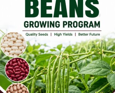 The Complete Bean Growing Program in Kenya: A Step-by-Step Nutrition Guide for Higher Yields