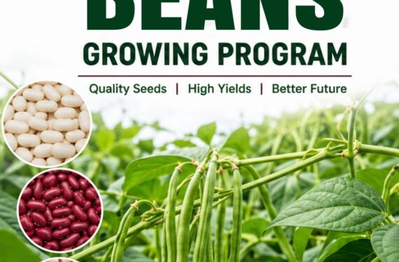 The Complete Bean Growing Program in Kenya: A Step-by-Step Nutrition Guide for Higher Yields
