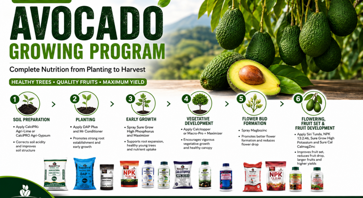 Complete Avocado Farming Guide in Kenya: The Best Nutrition Program from Planting to Harvest