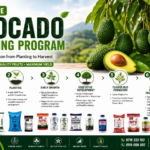 Complete Avocado Farming Guide in Kenya: The Best Nutrition Program from Planting to Harvest