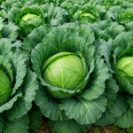 How to Increase Cabbage Head Size in Kenya: The Secret to Bigger, Heavier Harvests