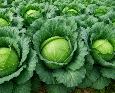 How to Increase Cabbage Head Size in Kenya: The Secret to Bigger, Heavier Harvests