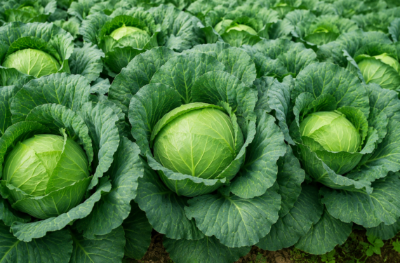 How to Increase Cabbage Head Size in Kenya: The Secret to Bigger, Heavier Harvests