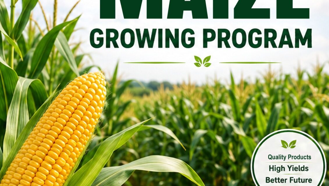 The Complete Maize Growing Program in Kenya: A Step-by-Step Guide to Higher Yields with SeedPro