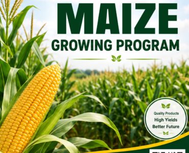 The Complete Maize Growing Program in Kenya: A Step-by-Step Guide to Higher Yields with SeedPro