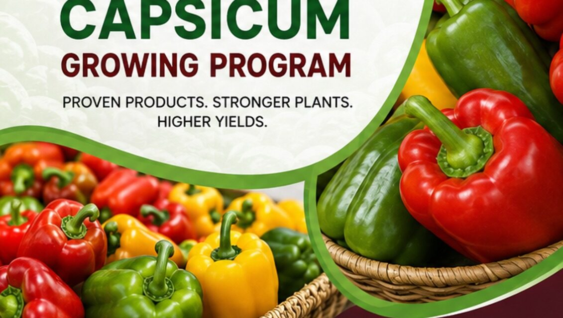 The Complete Capsicum Growing Program in Kenya: A Step-by-Step Guide to Higher Yields and Better Quality with SeedPro