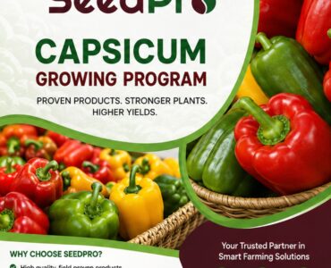 The Complete Capsicum Growing Program in Kenya: A Step-by-Step Guide to Higher Yields and Better Quality with SeedPro
