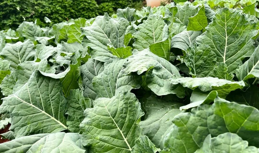 Complete Sukuma Wiki Fertilizer Program in Kenya: From Nursery to Harvest for Higher Yields