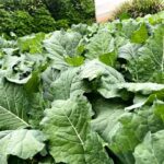 Complete Sukuma Wiki Fertilizer Program in Kenya: From Nursery to Harvest for Higher Yields