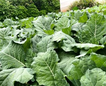 Complete Sukuma Wiki Fertilizer Program in Kenya: From Nursery to Harvest for Higher Yields