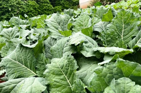 Complete Sukuma Wiki Fertilizer Program in Kenya: From Nursery to Harvest for Higher Yields