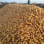 The Secret to Heavy Irish Potatoes: How to Double Tuber Sizes in Kenya
