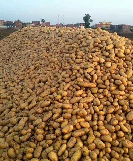 The Secret to Heavy Irish Potatoes: How to Double Tuber Sizes in Kenya