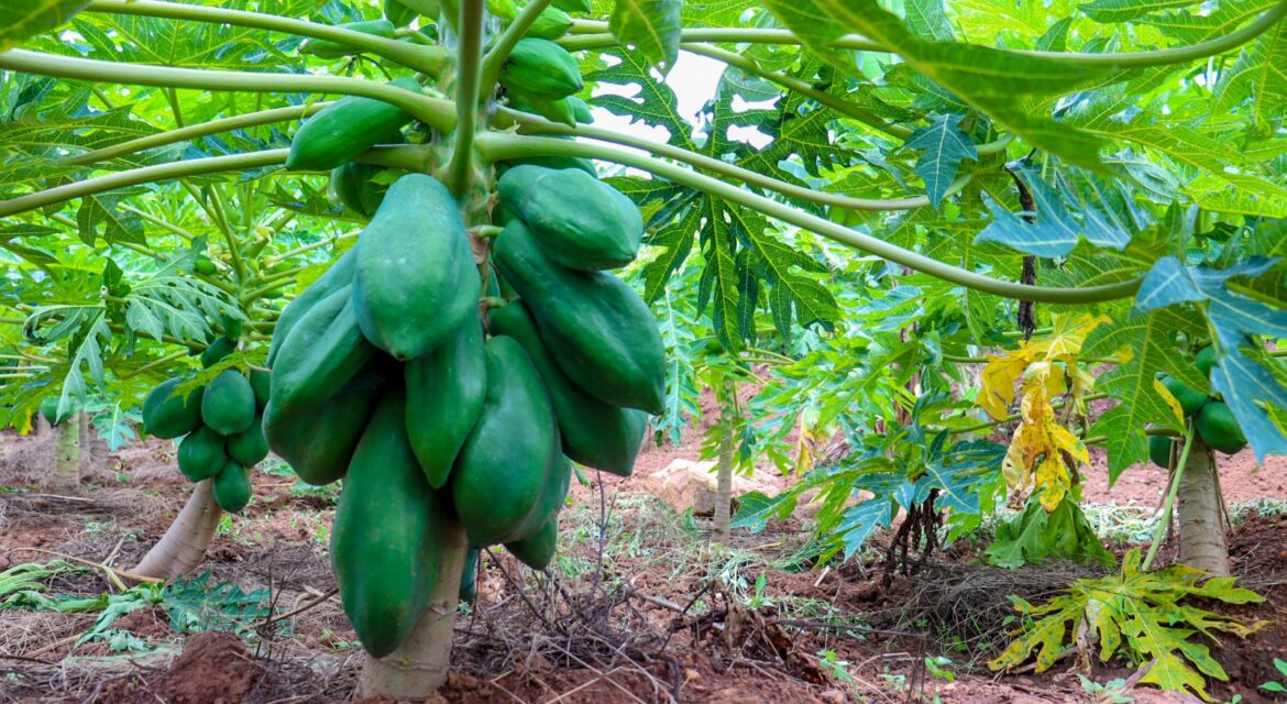pawpaw farming in kenya