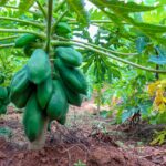 pawpaw farming in kenya