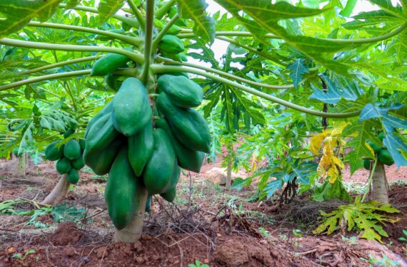 pawpaw farming in kenya