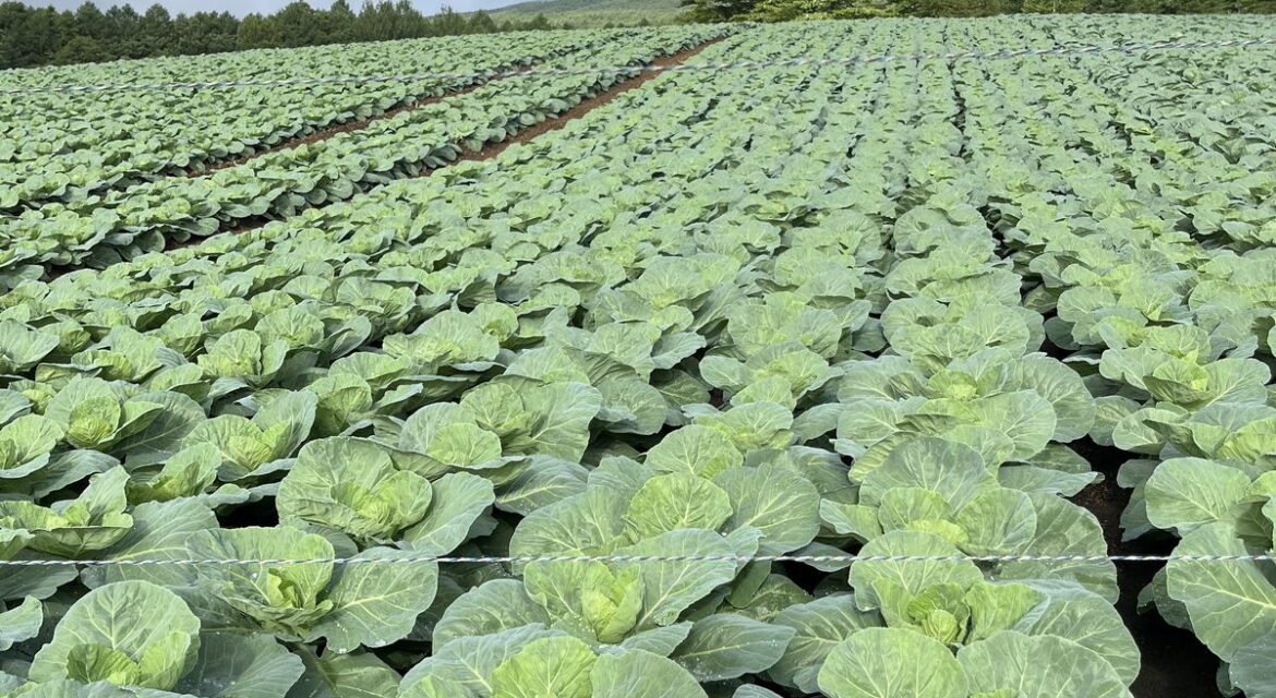 How to Grow Heavy, Compact Cabbage Heads That Buyers Fight For