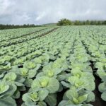 How to Grow Heavy, Compact Cabbage Heads That Buyers Fight For