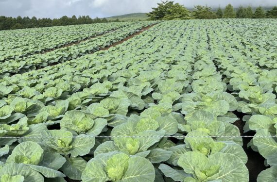 How to Grow Heavy, Compact Cabbage Heads That Buyers Fight For