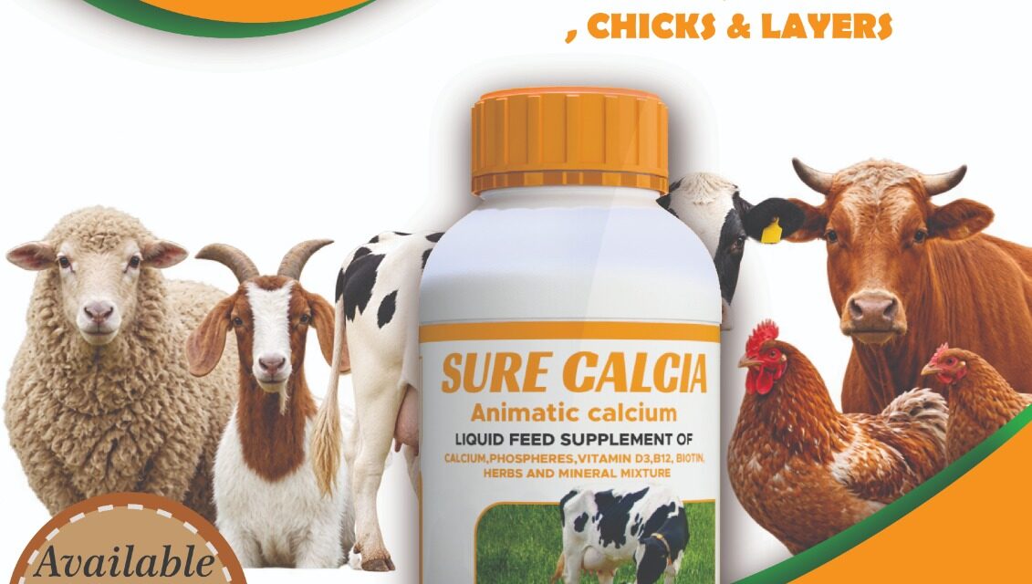 Calcium and Mineral Feed Supplement for Cows, Goats, Sheep, Chicks and Layers in Kenya