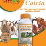 Calcium and Mineral Feed Supplement for Cows, Goats, Sheep, Chicks and Layers in Kenya