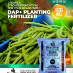 Bean Farming in Kenya: A Complete Guide to Planting, Spacing, Fertilizer, Nutrition and Higher Yields