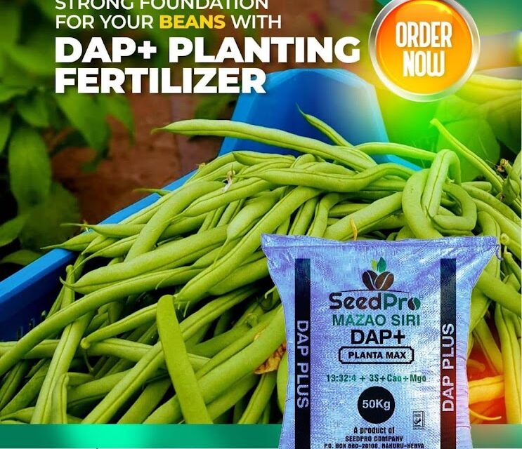 Bean Farming in Kenya: A Complete Guide to Planting, Spacing, Fertilizer, Nutrition and Higher Yields