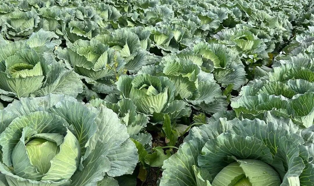 Cabbage Farming in Kenya: Complete Guide to Planting, Fertilizer, Top Dressing and Big Heads