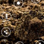 Unlocking Hidden Wealth: How Organo-Mineral Fertilizers Release Locked Soil Nutrients