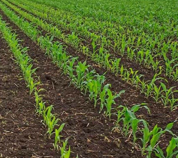The Planting Secret: Why the First 7 Days Can Dictate Your Final Harvest Weight