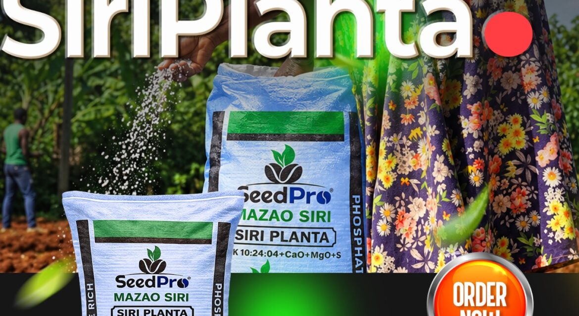 What Is the Best Fertilizer for Planting Maize in Kenya? A Complete Guide to Siri Planta