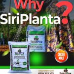 What Is the Best Fertilizer for Planting Maize in Kenya? A Complete Guide to Siri Planta