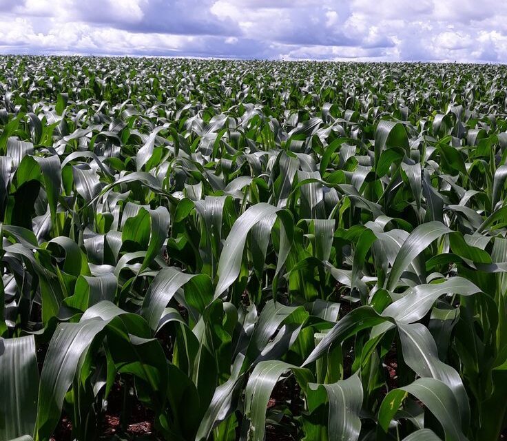 Why the Planting Stage Matters in Maize Farming
