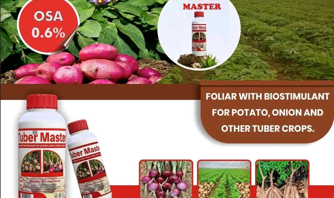 Onion and Potato Farming Guide: How to Get Maximum Bulb Size