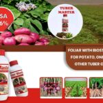 Onion and Potato Farming Guide: How to Get Maximum Bulb Size