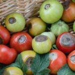 Preventing Blossom End Rot and Dropping Flowers in Tomatoes