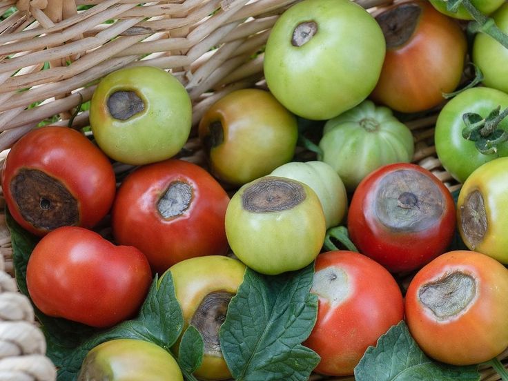 Preventing Blossom End Rot and Dropping Flowers in Tomatoes